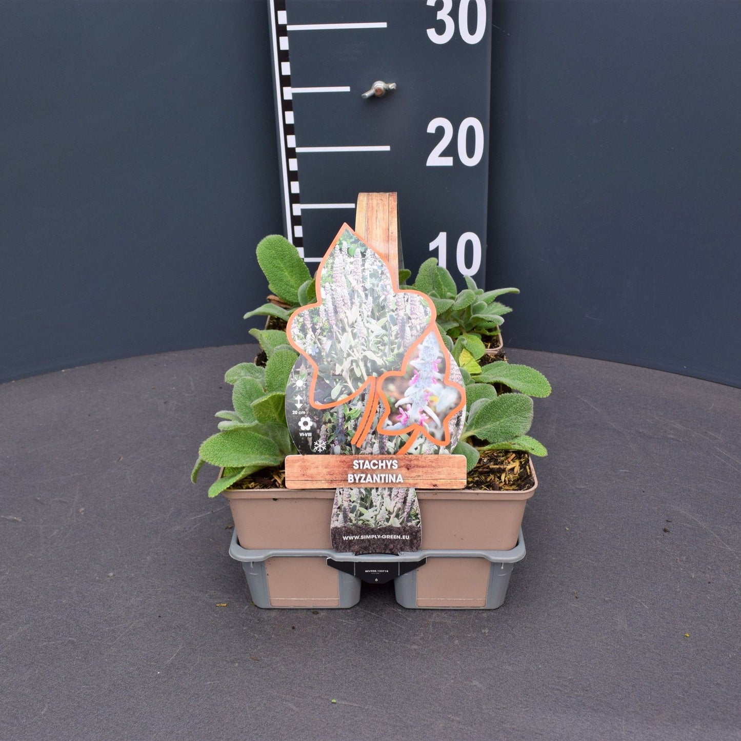Stachys byzantina 6-pack 5cm 9cm Pot