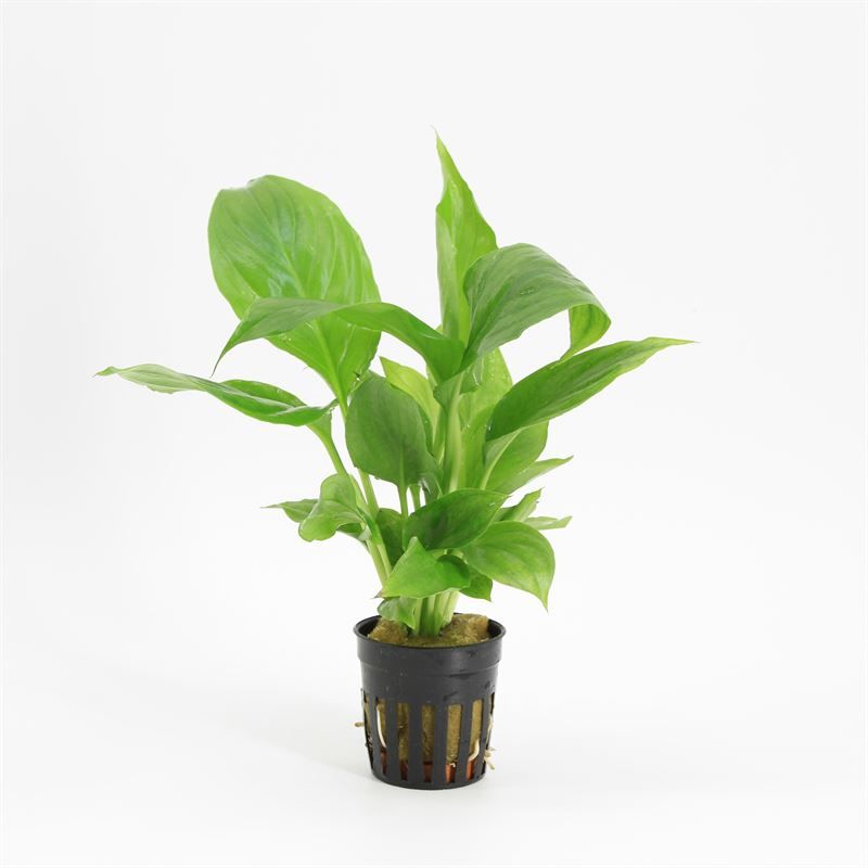 Spathiphyllum wallissii (aqua) 10cm 5cm Pot