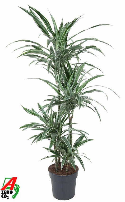 Dracaena fragrans Warneckei 90-60-30-15 140cm 27cm Pot