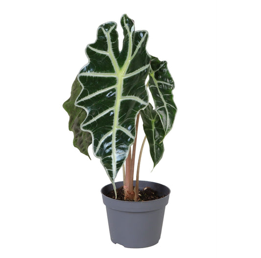 Alocasia Bambino Arrow 10cm 10cm Pot