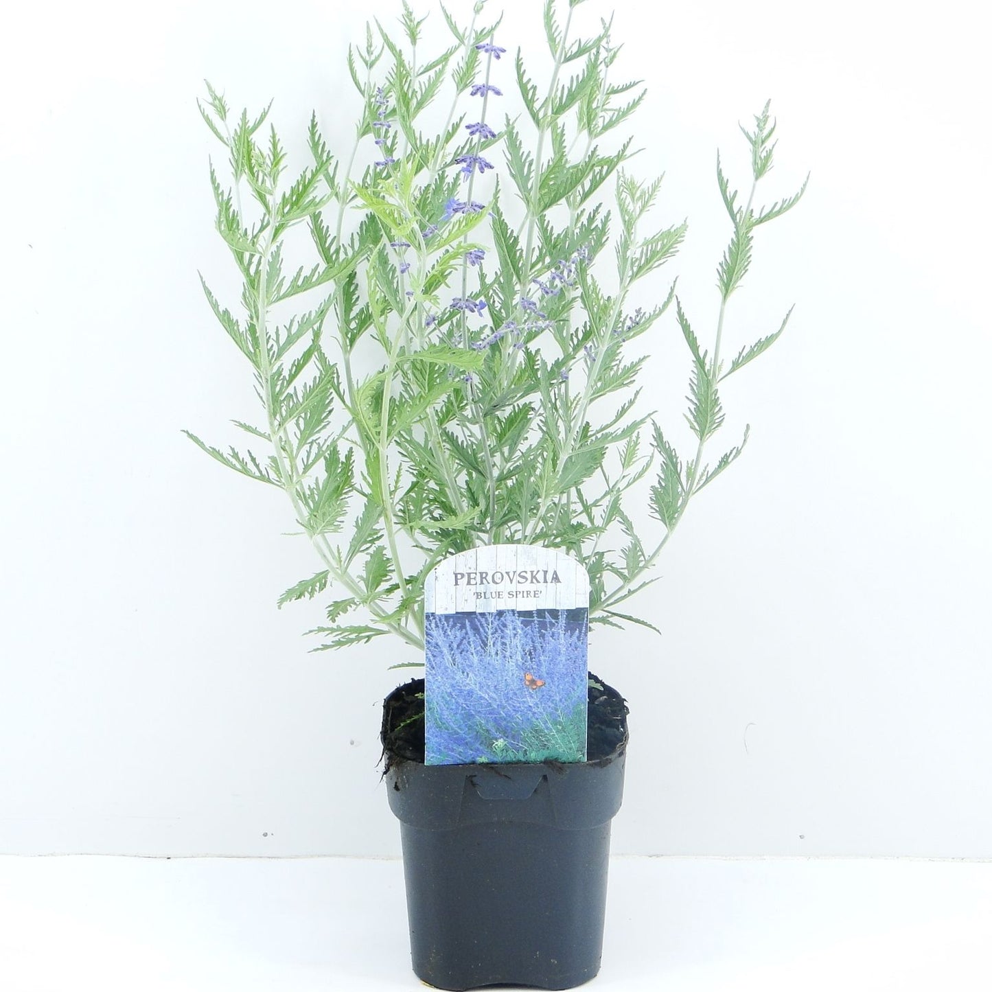 Perovskia atr. Blue Spire 45cm 17cm Pot