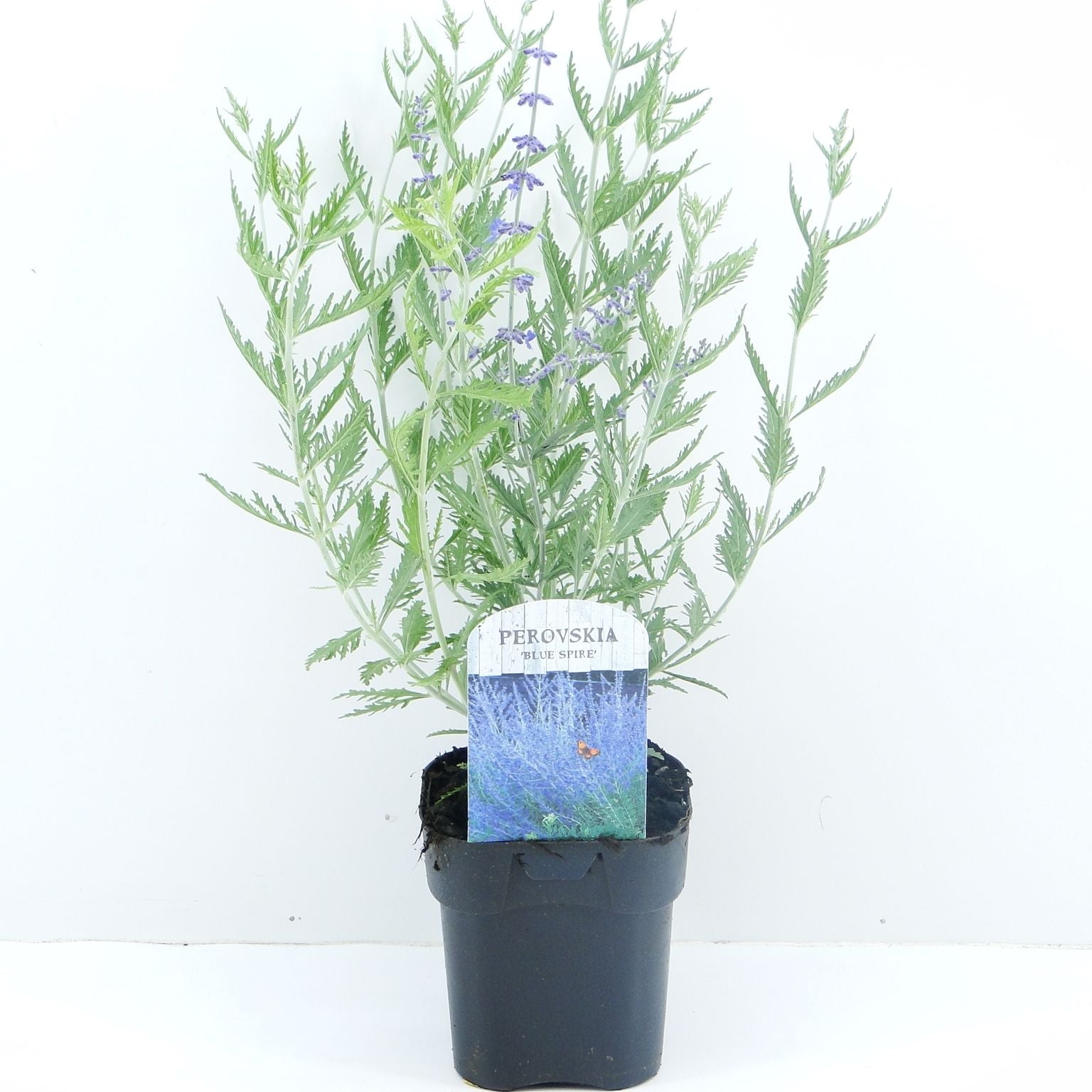 Perovskia atr. Blue Spire 45cm 17cm Pot