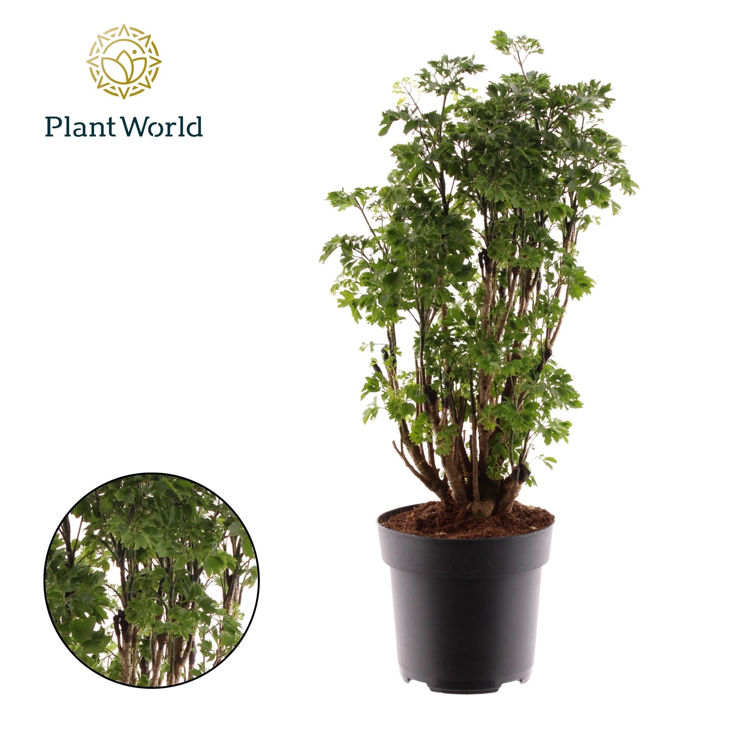 Polyscias Roble 60cm 17cm Pot