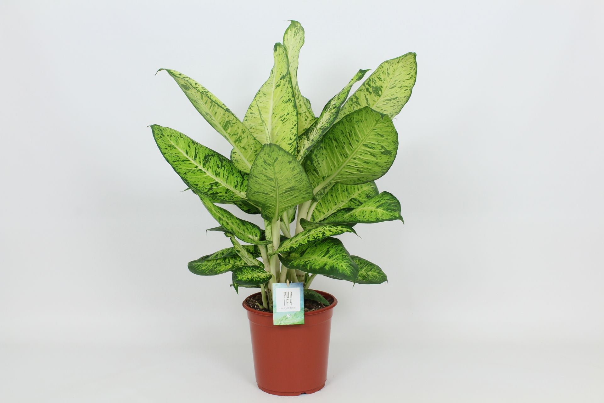 Dieffenbachia White Amazon 90cm 24cm Pot