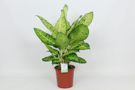 Dieffenbachia White Amazon 90cm 24cm Pot