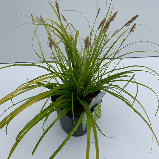 Carex osh. Evercolor Everillo 30cm 17cm Pot