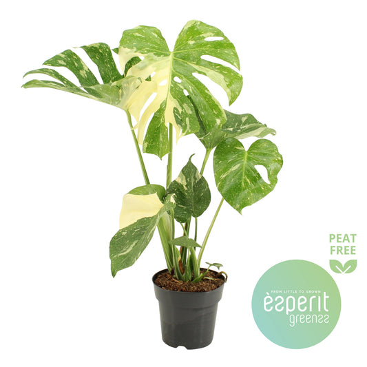 Monstera Thai Constellation 60cm 17cm Pot