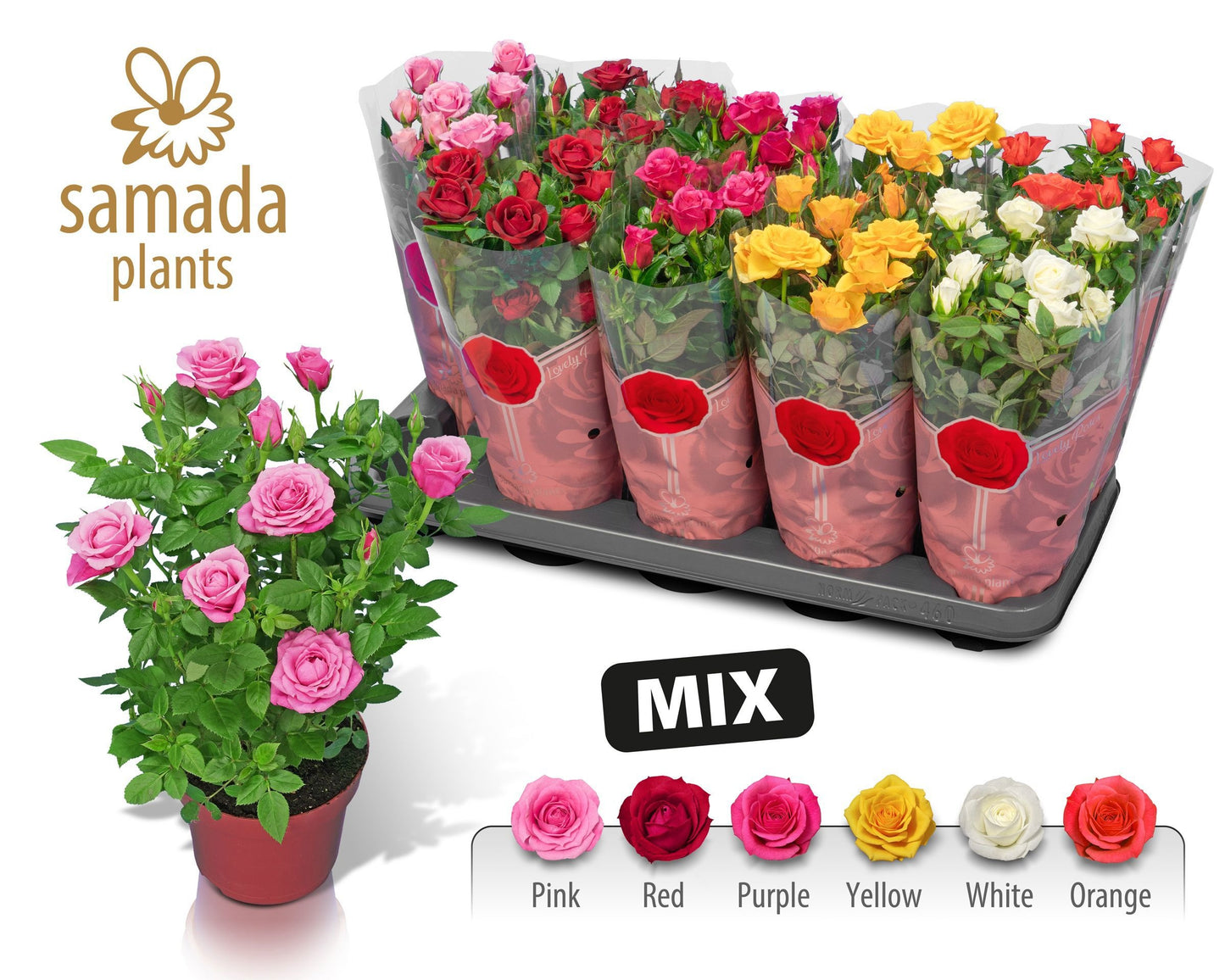 Rosa Star Roses mix 28cm 12cm Pot