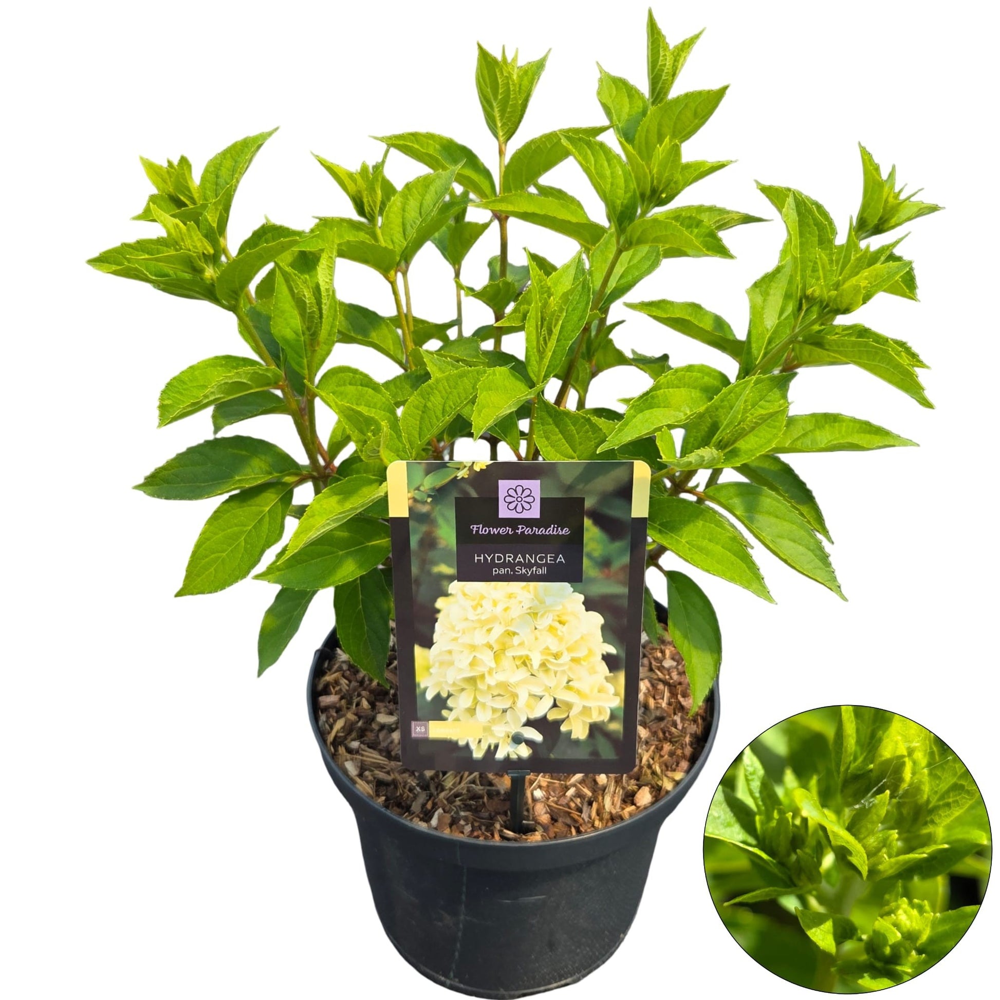 Hydrangea pan. Skyfall 50cm 23cm Pot
