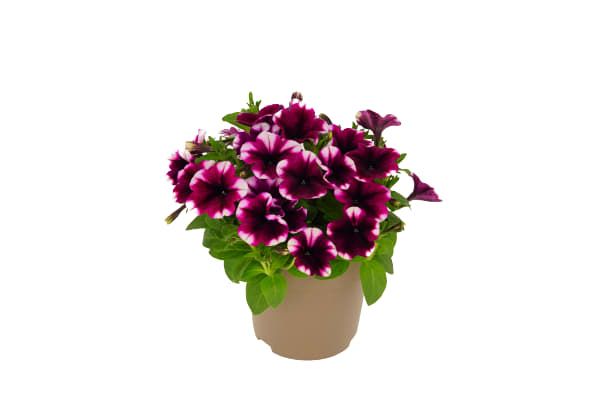 Petunia Hybrid 25cm 17cm Pot