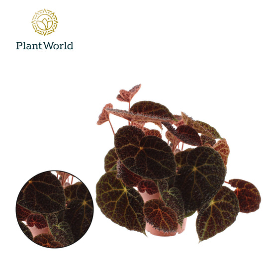 Begonia rex Ferox 35cm 17cm Pot