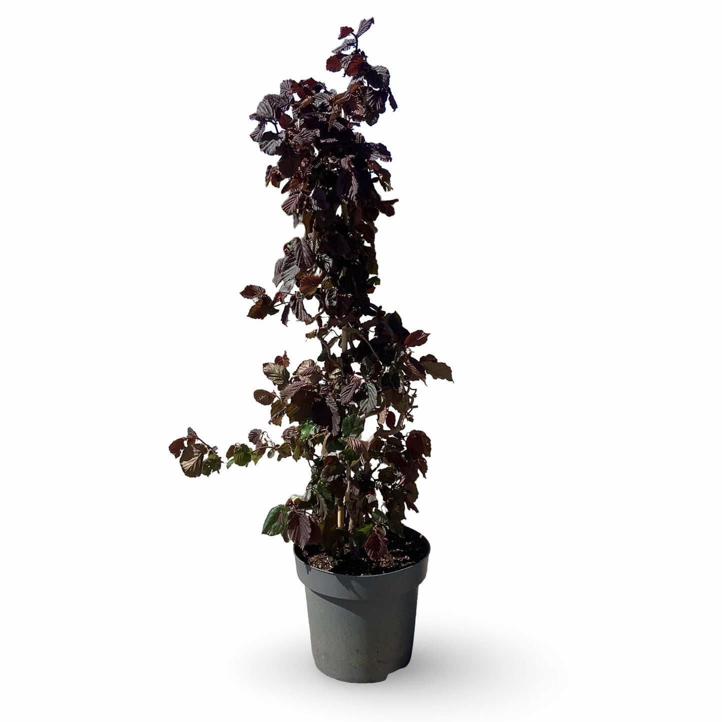 Corylus Red Majestic 100cm 31cm Pot