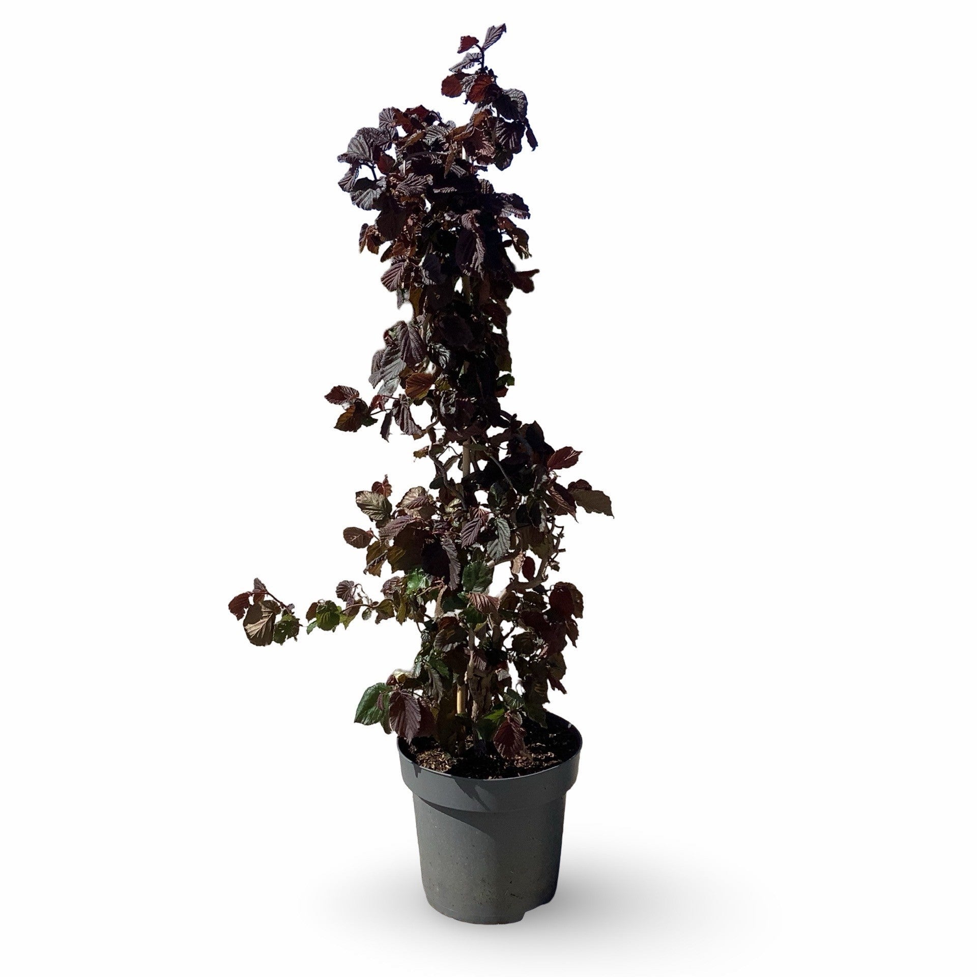 Corylus Red Majestic 100cm 31cm Pot