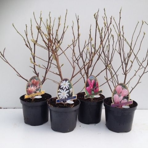 Magnolia soulangeana 75cm 20cm Pot