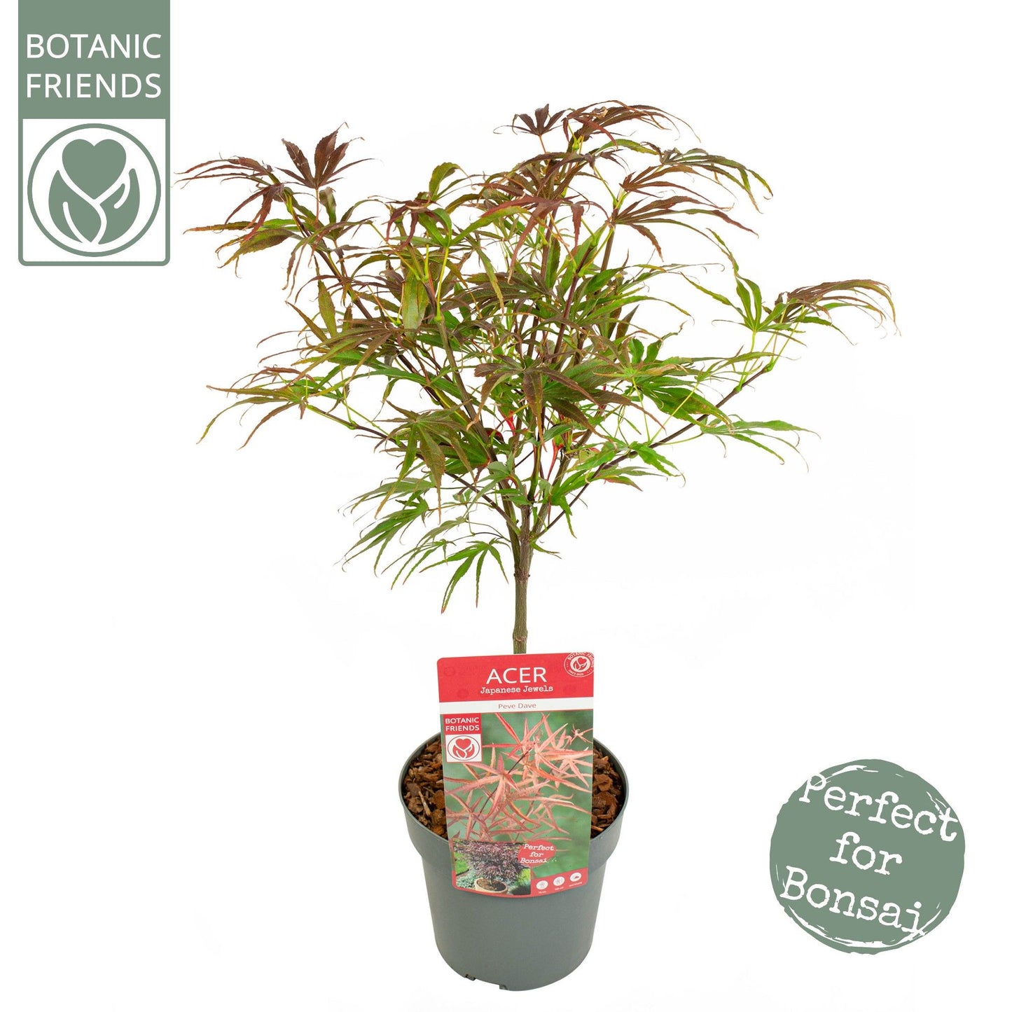 Acer palmatum Pevé Dave 65cm 19cm Pot