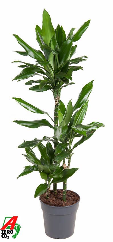 Dracaena frag. Janet Lind 60-30-15 110cm 21cm Pot
