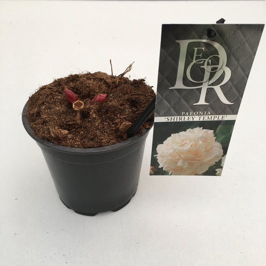 Paeonia lact. Shirley Temple 5cm 12cm Pot