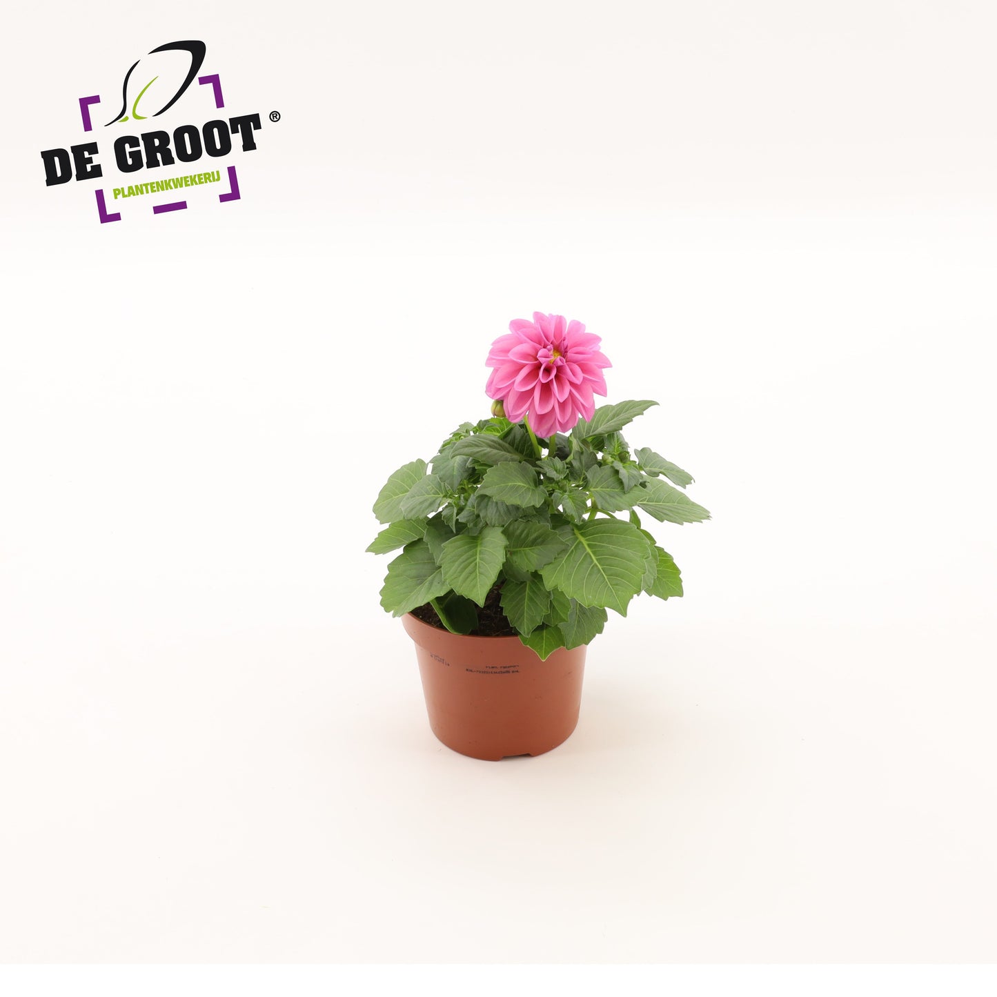 Dahlia pink 25cm 12cm Pot