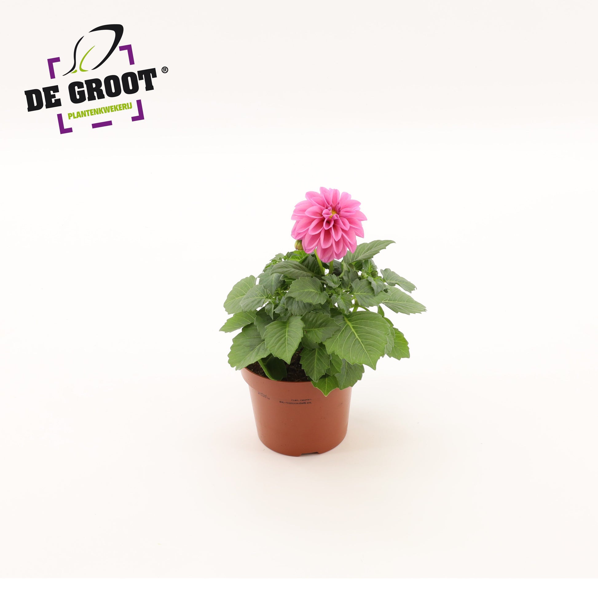 Dahlia pink 25cm 12cm Pot