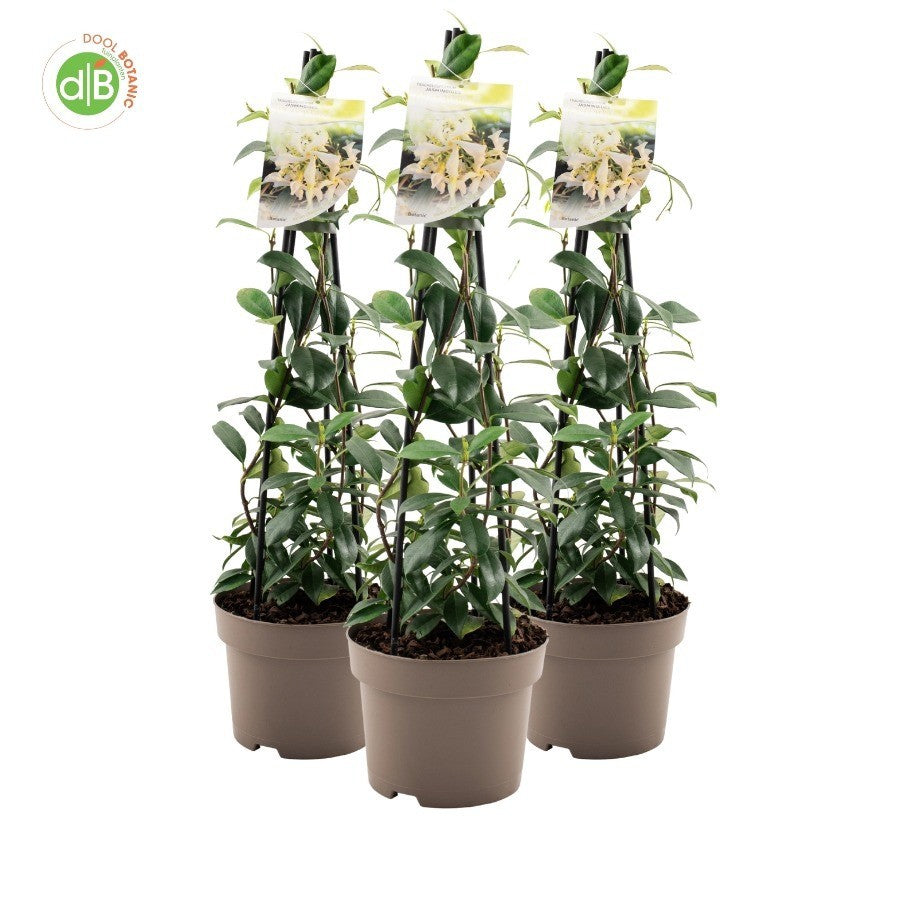 Trachelospermum White Wings 70cm 19cm Pot