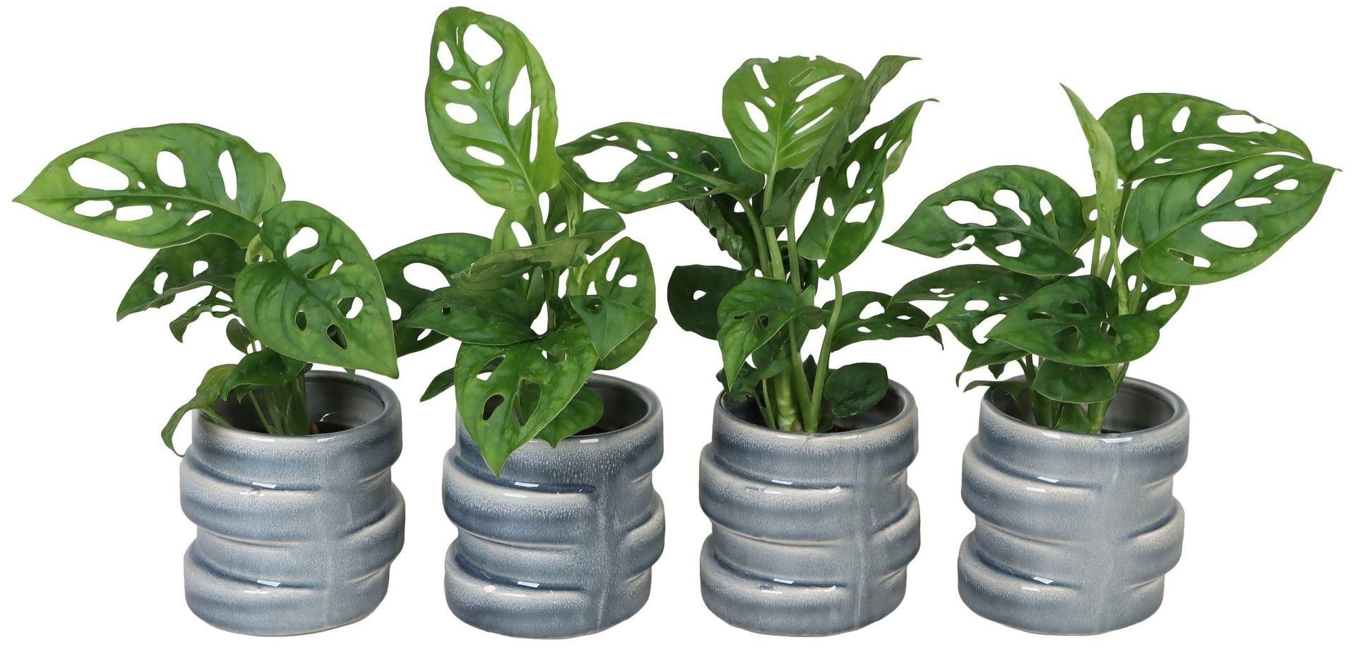 Monstera Monkey Leaf 15cm 6cm Pot
