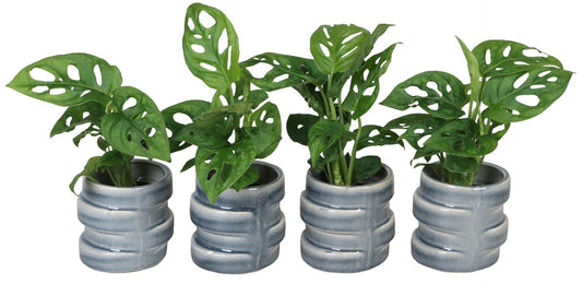 Monstera Monkey Leaf 15cm 6cm Pot
