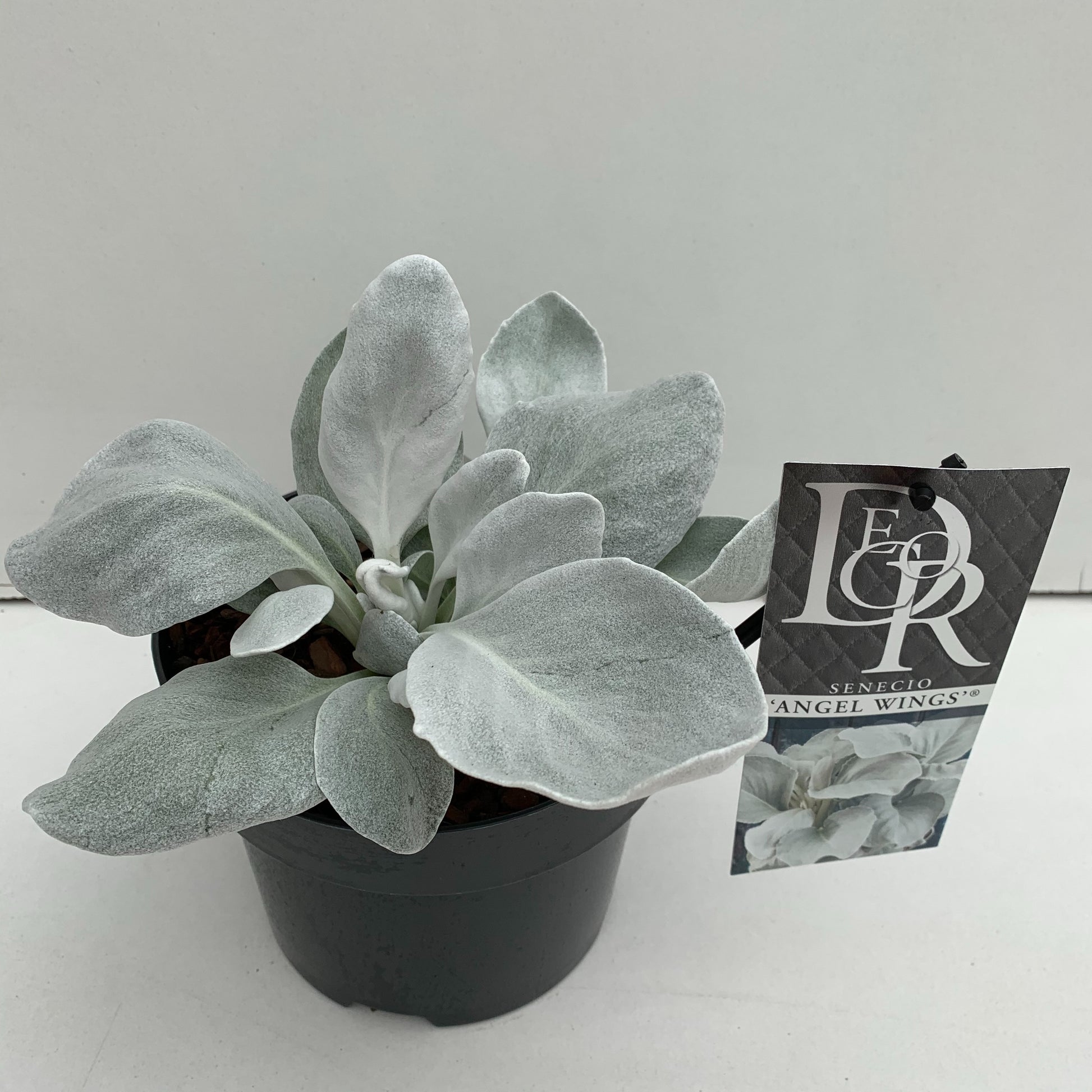 Senecio Angel Wings 20cm 17cm Pot
