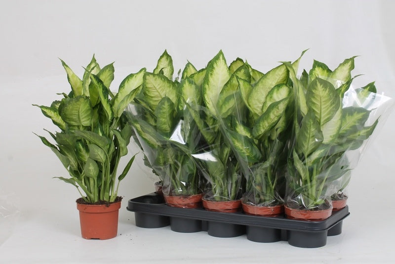 Dieffenbachia Camilla 47cm 12cm Pot