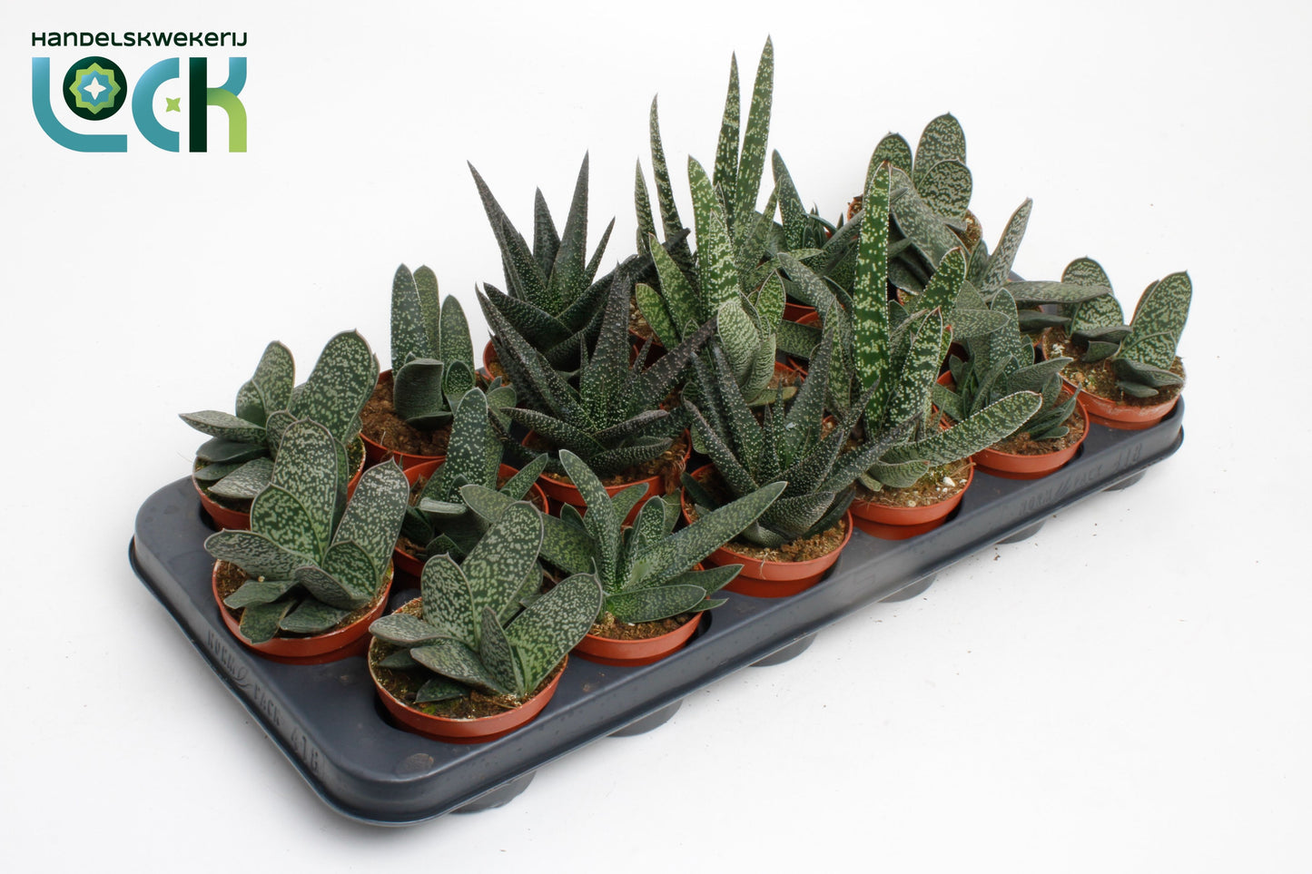 Gasteria mix 15cm Special Pot (508)