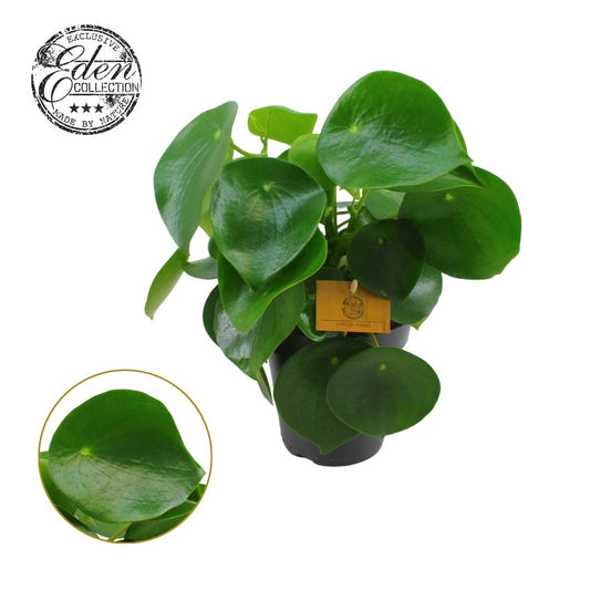 Peperomia Raindrop 25cm 15cm Pot