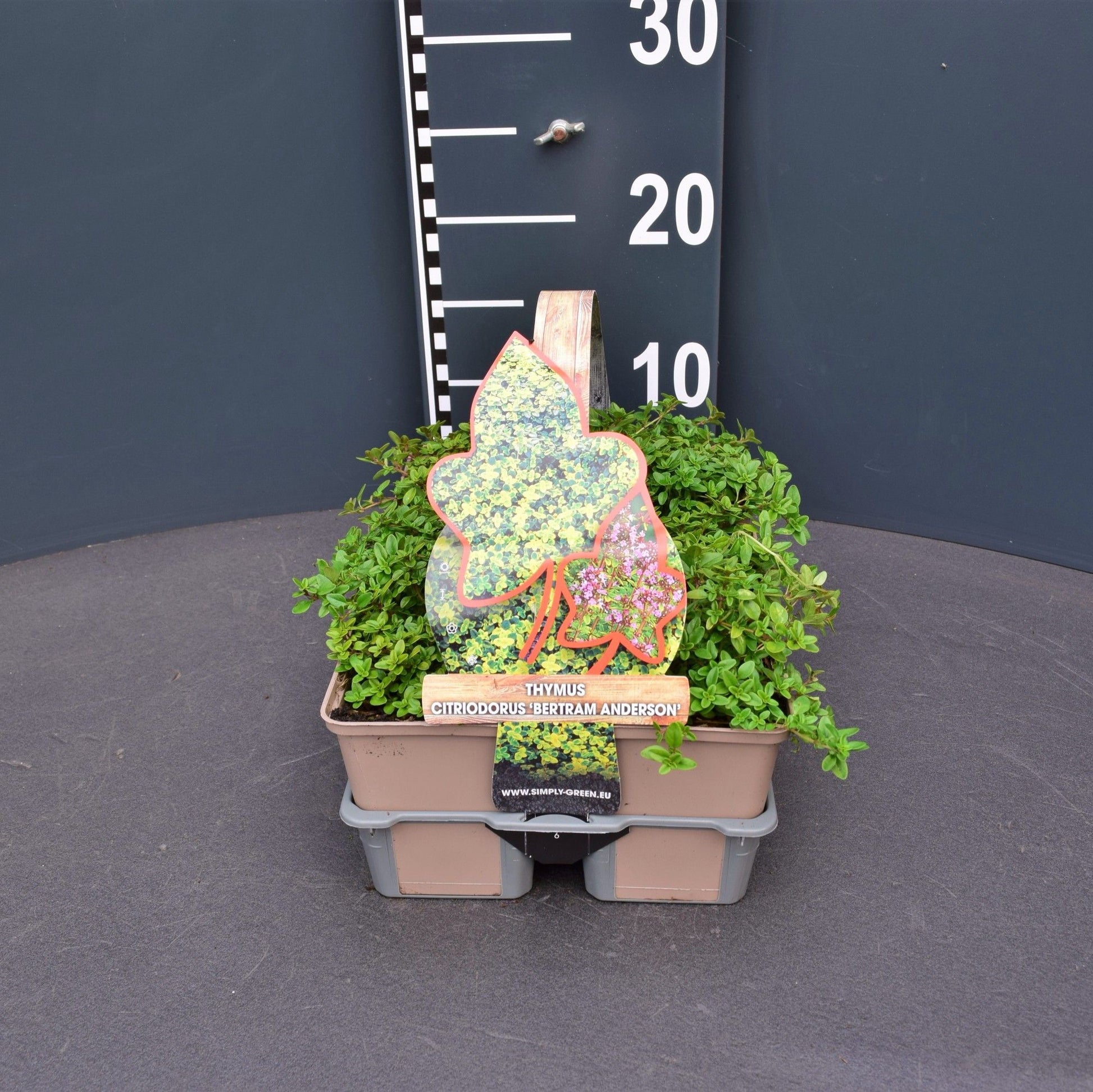 Thymus cit. Bertram Anderson 6-pack 5cm 9cm Pot