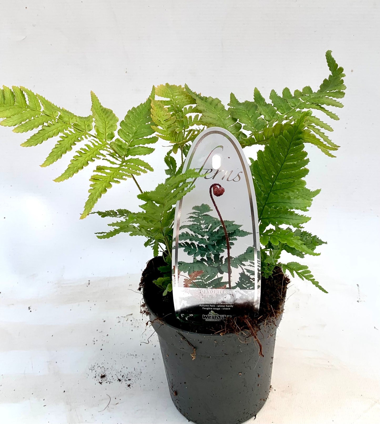 Dryopteris erythrosora 15cm 11cm Pot