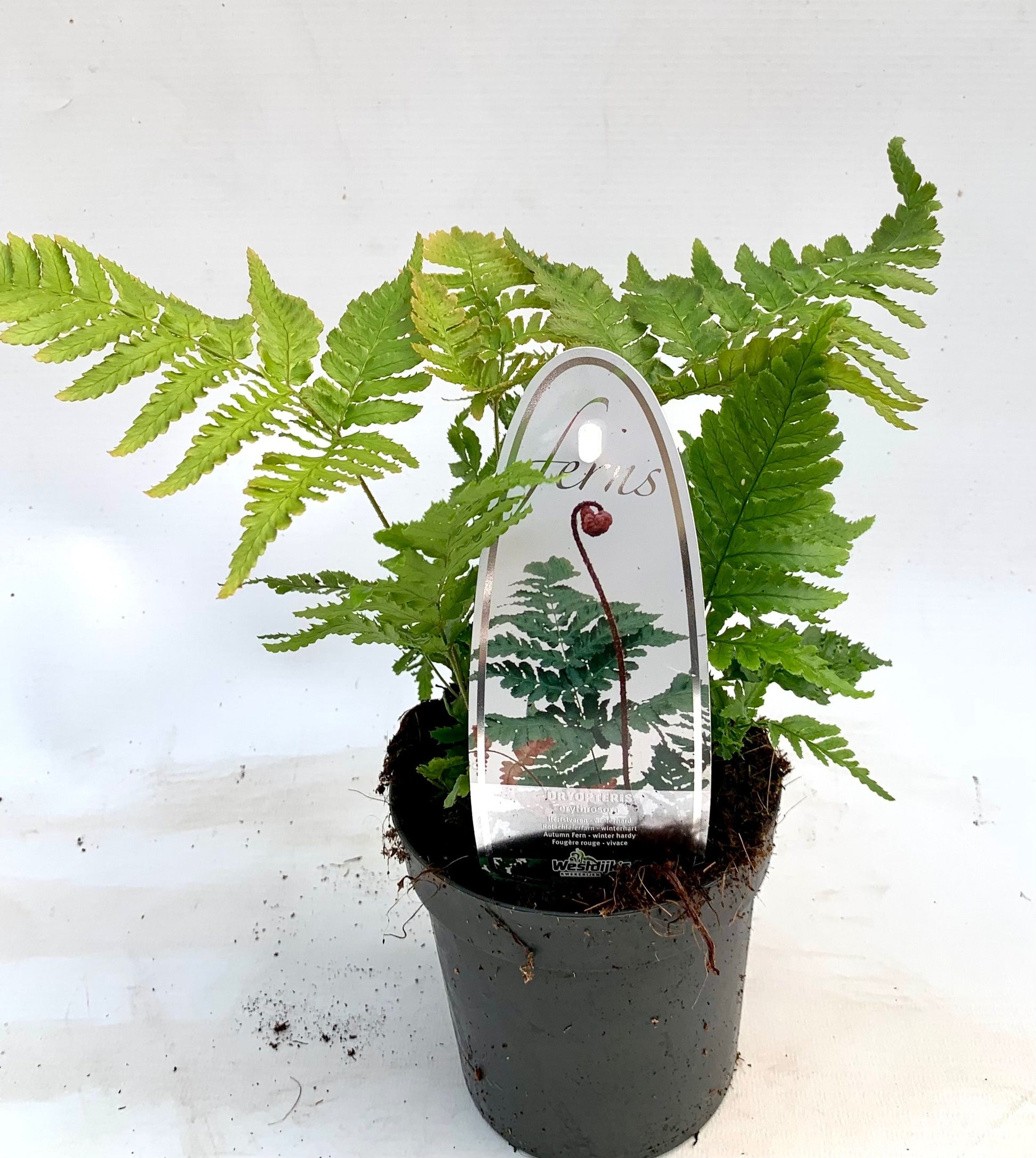 Dryopteris erythrosora 15cm 11cm Pot
