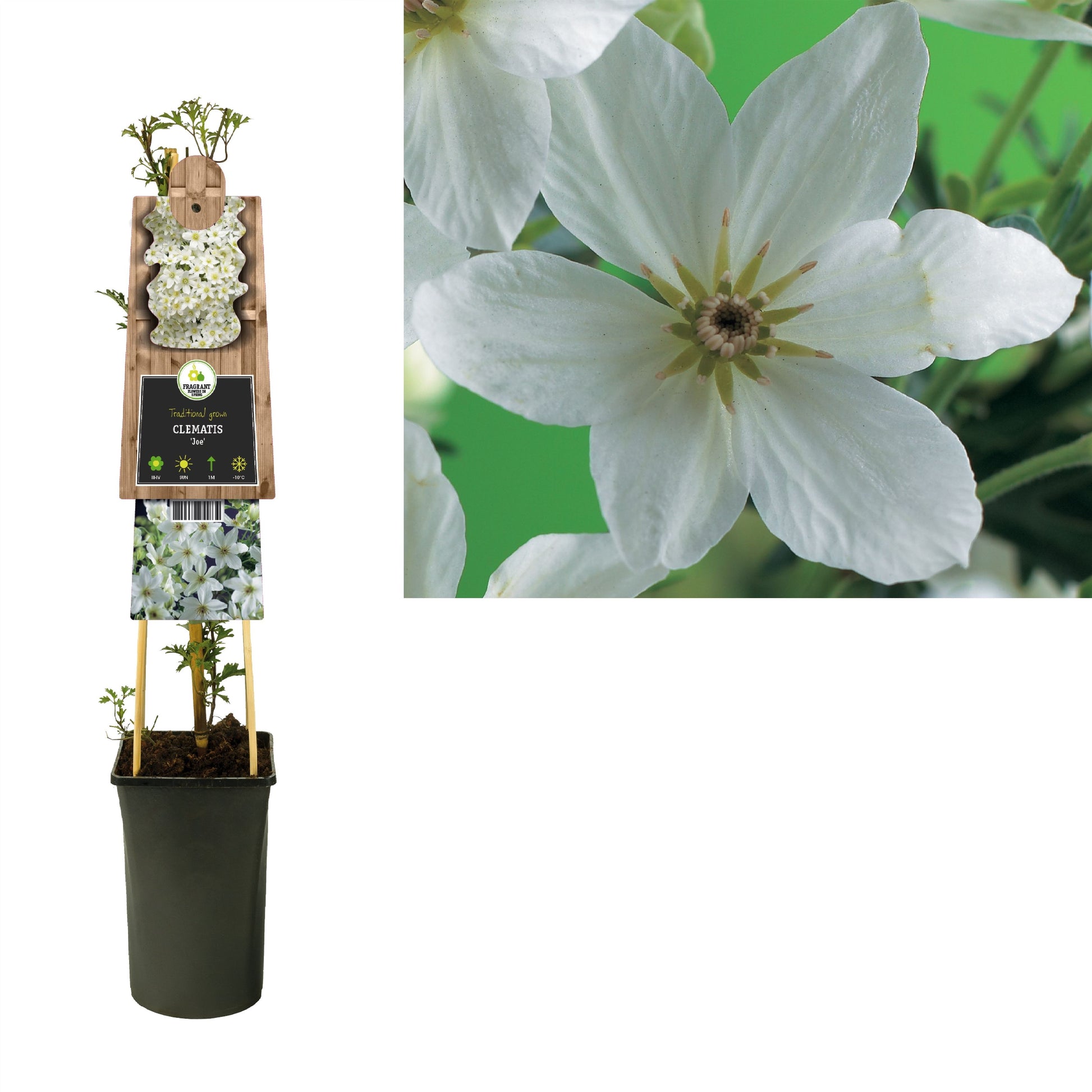 Clematis forsteri Joe 75cm 17cm Pot