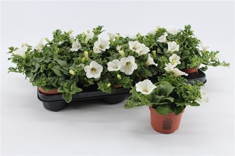 Petunia Surfinia Baby White 15cm 510cm Pot