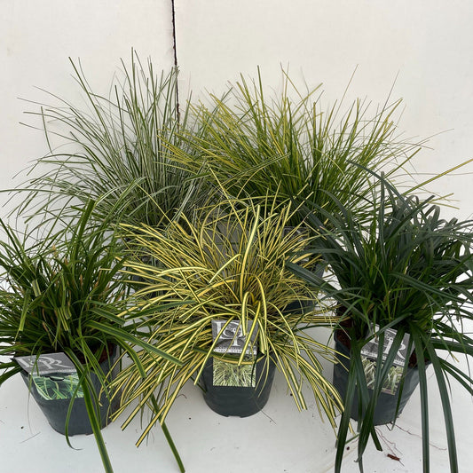 Carex mix 40cm 23cm Pot