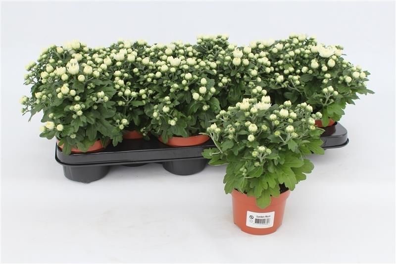 Chrysanthemum Gardenmum white 17cm 510cm Pot