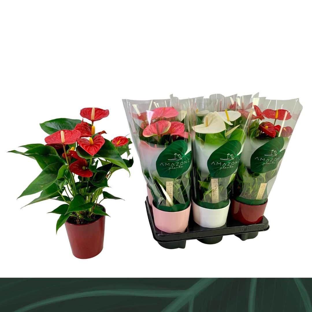 Anthurium mix in ceramic 40cm 12cm Pot