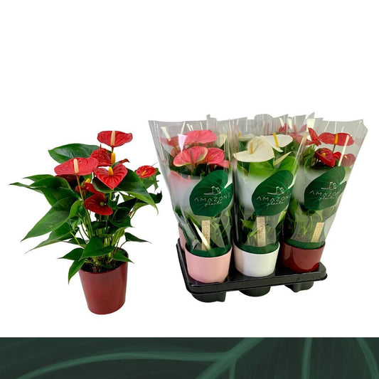 Anthurium mix in ceramic 40cm 12cm Pot