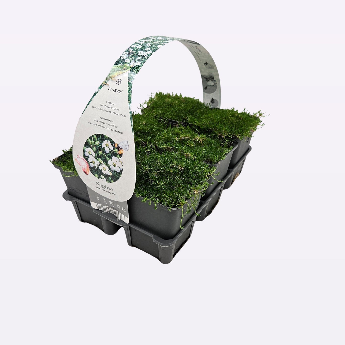 Sagina sub. Senior 5cm 9cm Pot