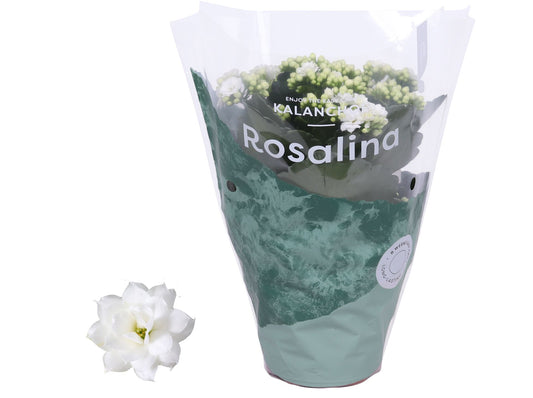 Kalanchoe Rosalina Don Dione 27cm 12cm Pot