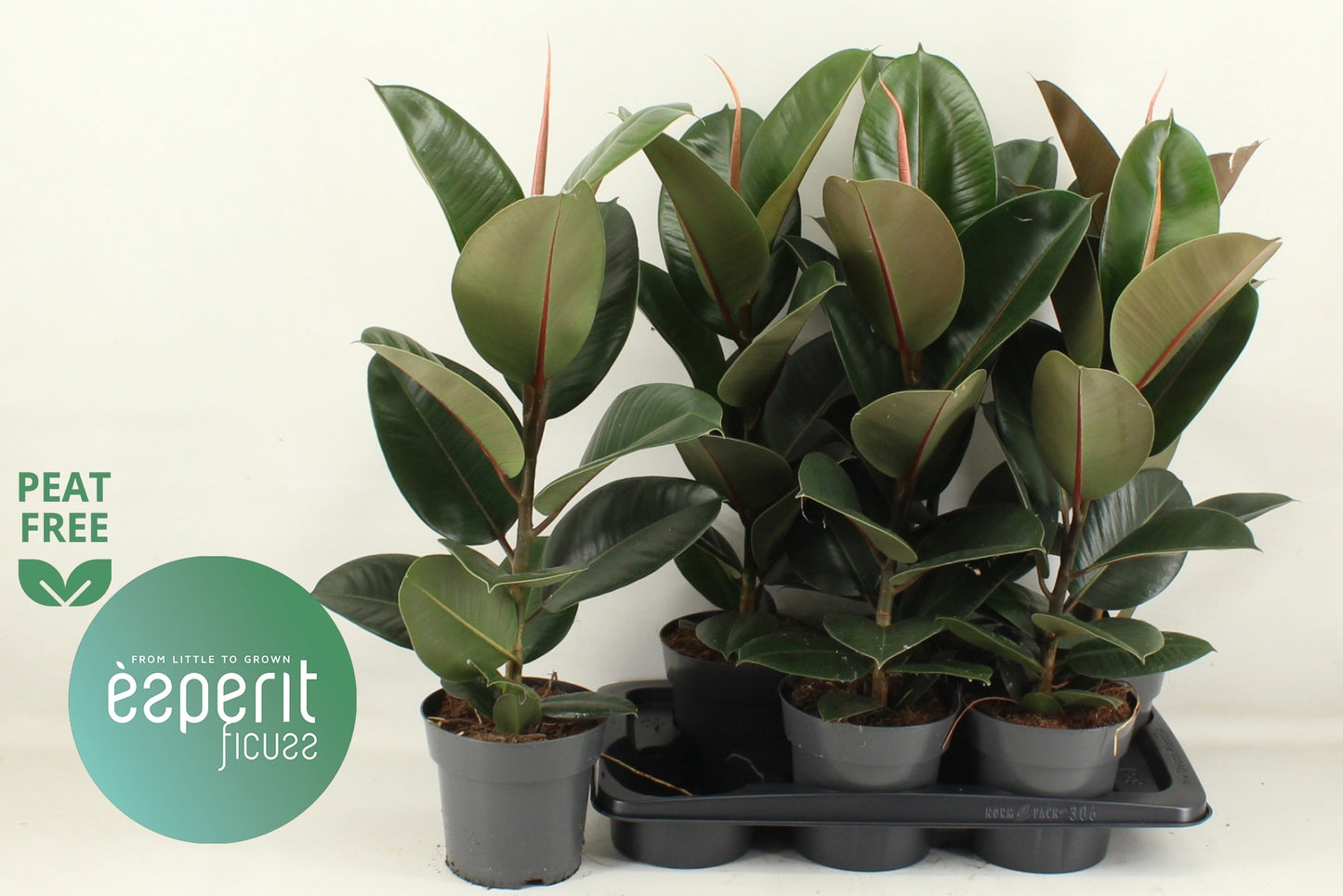 Ficus el. Robusta 66cm 17cm Pot