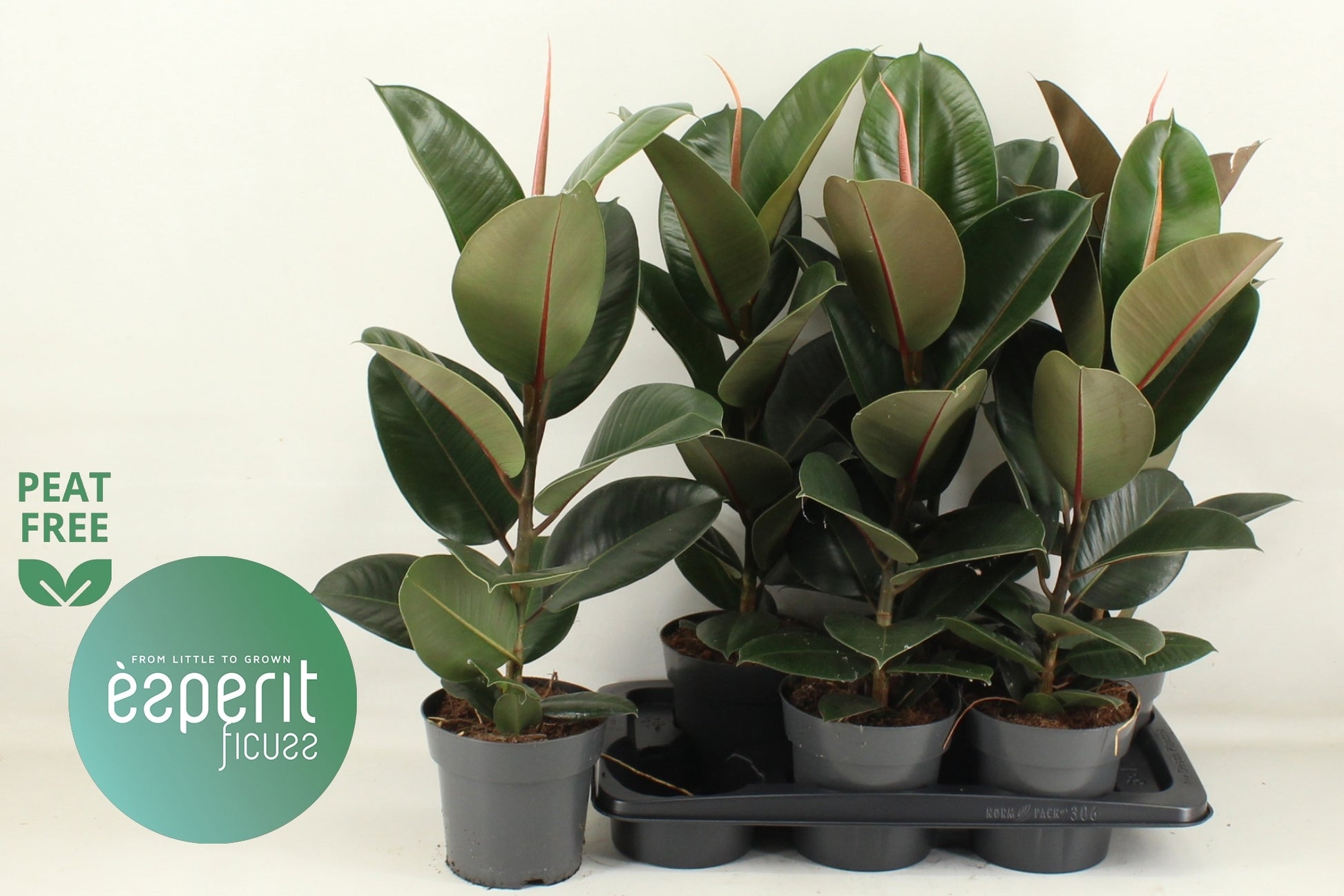 Ficus el. Robusta 66cm 17cm Pot