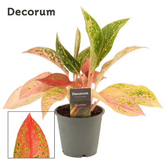 Aglaonema Prestige 35cm 12cm Pot