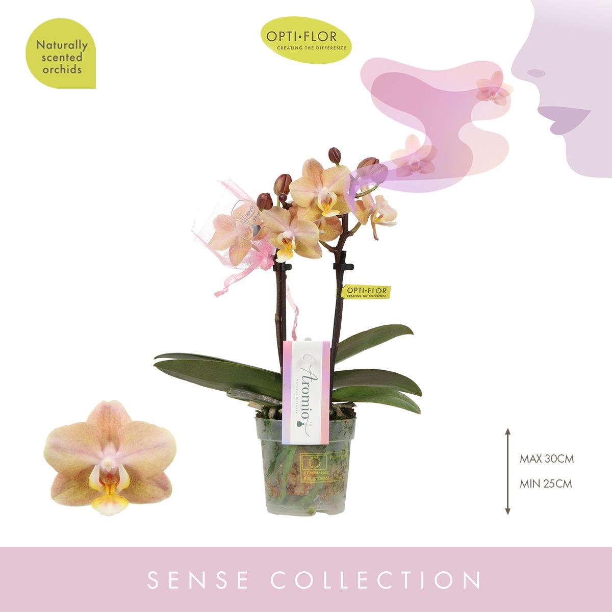Phalaenopsis mf. Aromio Honey 25cm 7cm Pot
