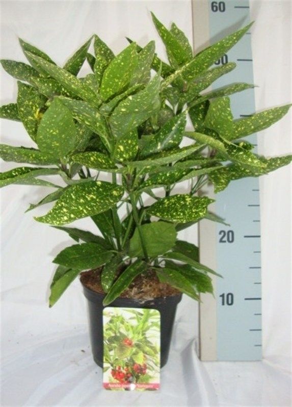 Aucuba jap. Variegata 50cm 17cm Pot
