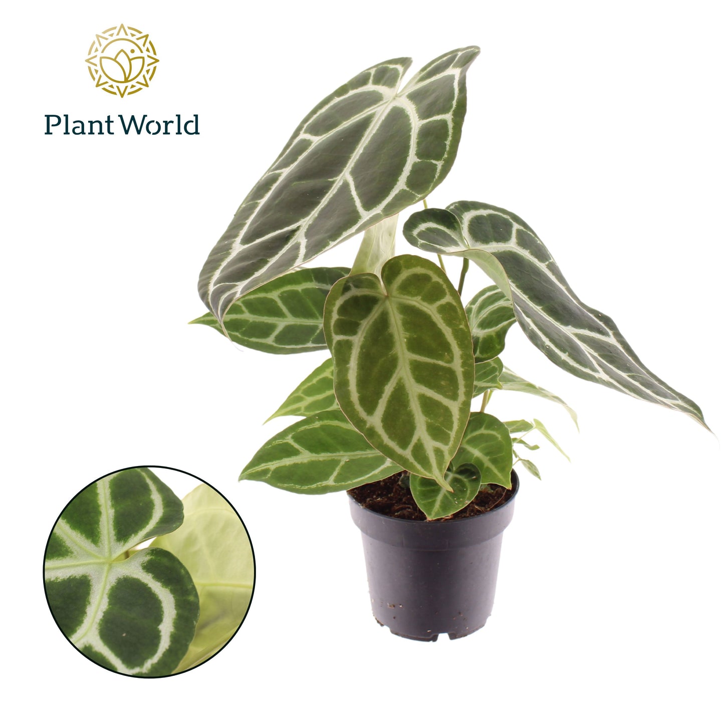 Anthurium andraeanum 35cm 14cm Pot