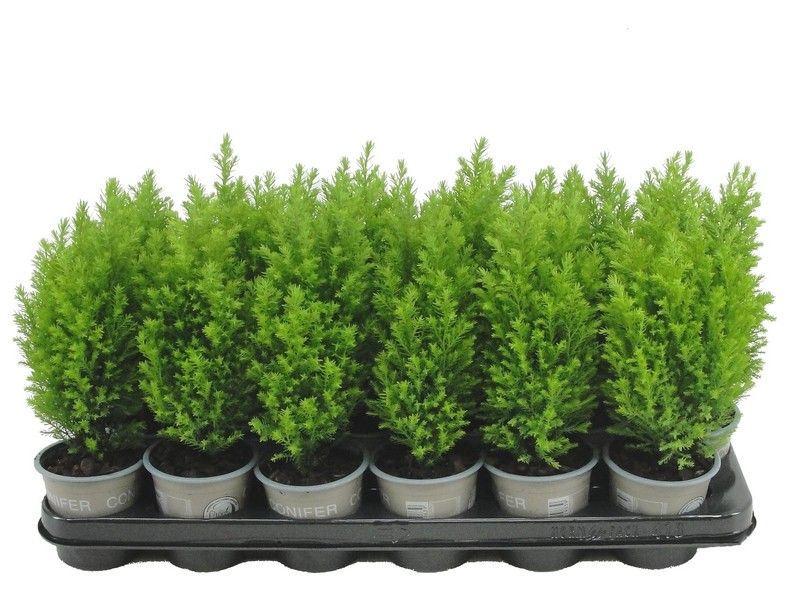 Chamaecyparis law. Ellwood's Gold 20cm 9cm Pot
