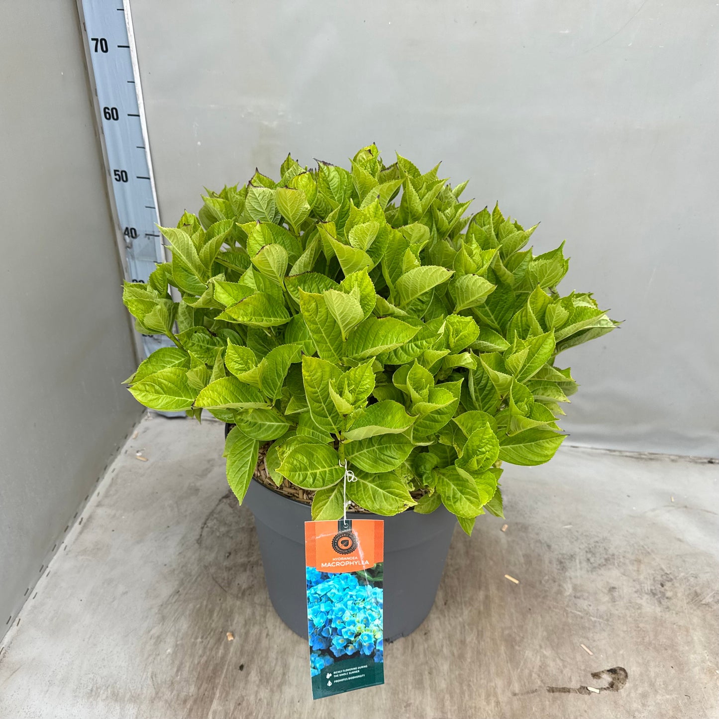 Hydrangea macr. Ankong 60cm 35cm Pot