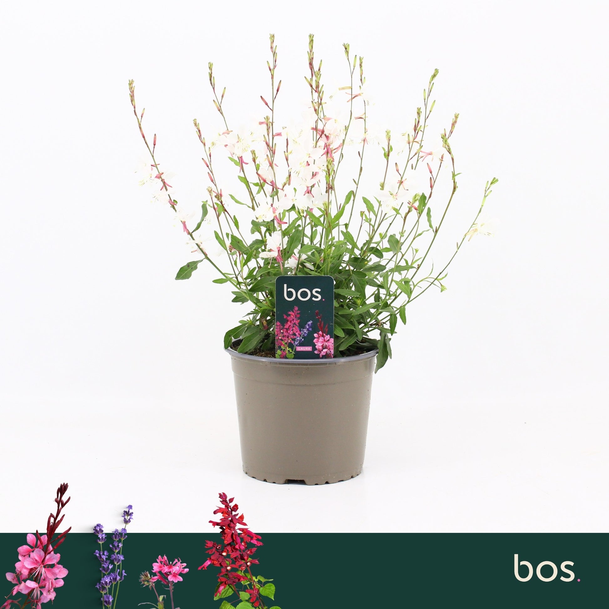 Gaura lind. Geyser White 35cm 17cm Pot